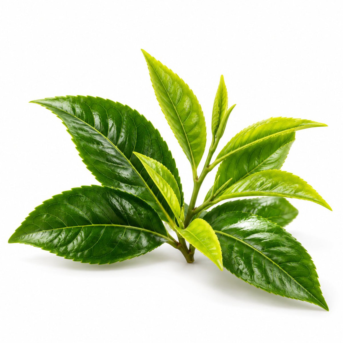 Fresh green tea leaves
